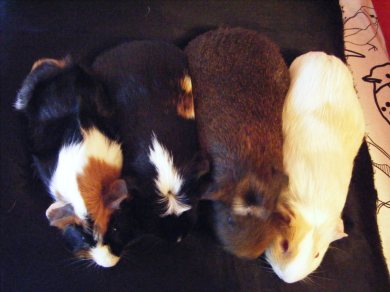 Piggyshop Quartet